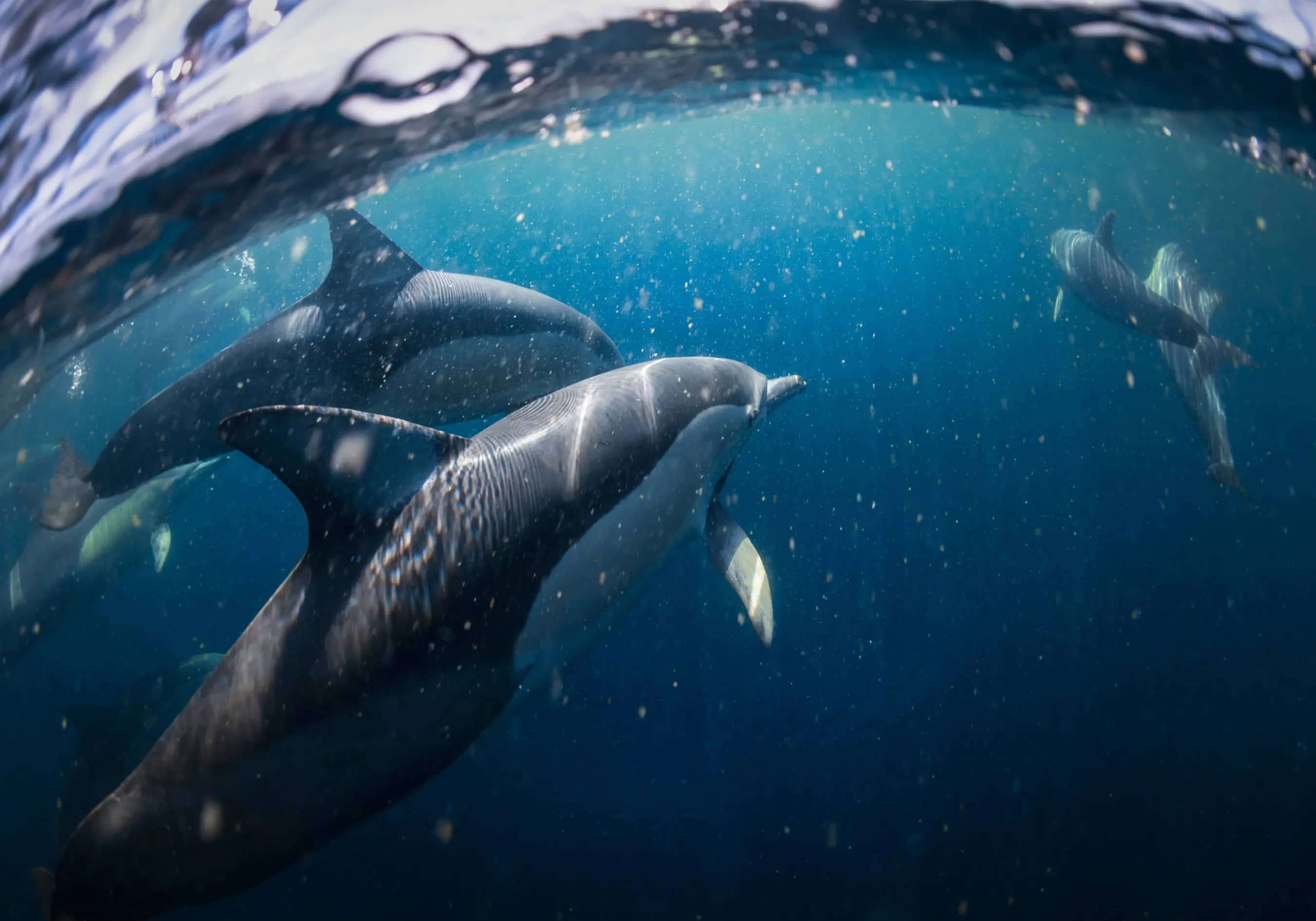 A small pod of dolphins swimming gracefully underwater