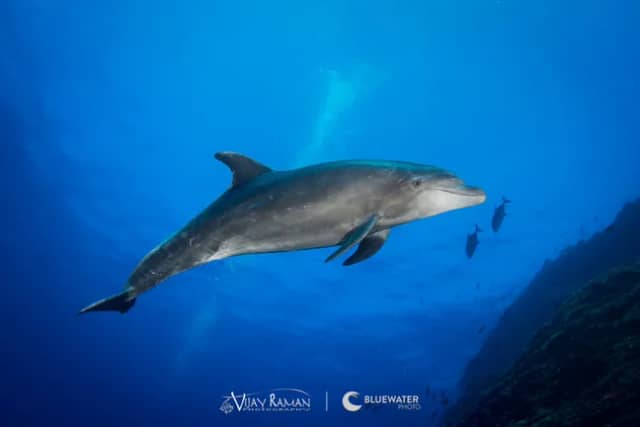 2018 Socorro Trip Report