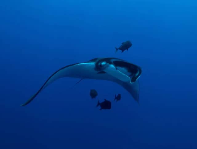 Socorro Dive Report: March 2019 Photo Workshop