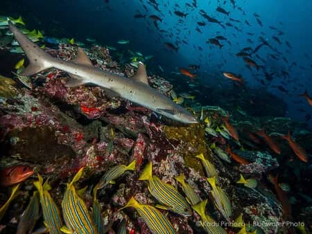 Cocos Island Trip Report Oct 2015 - image
