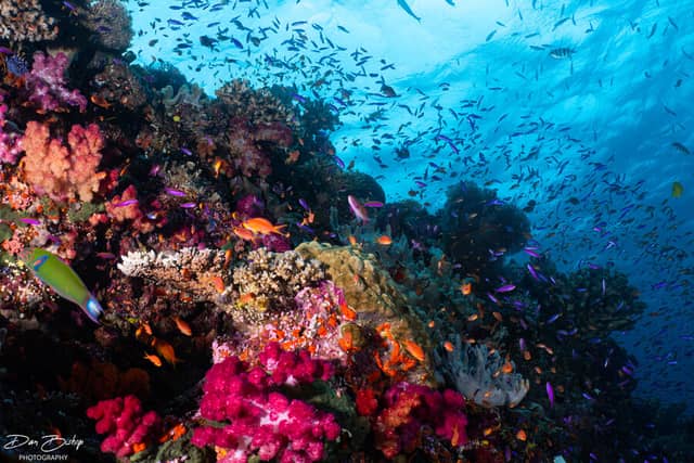 Fiji Soft Coral & Shark Bonanza Photo Workshop Oct 2026