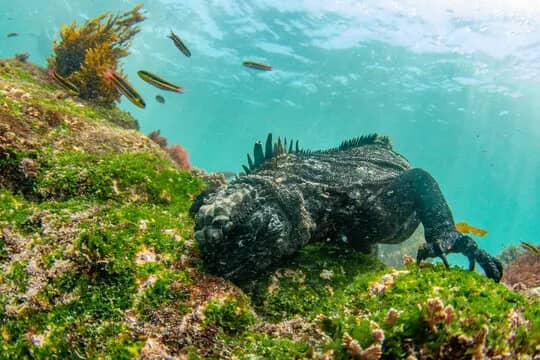 Galapagos Dive Report May 2019: Photo Workshop Galapagos Dive Report May 2019: Photo Workshop