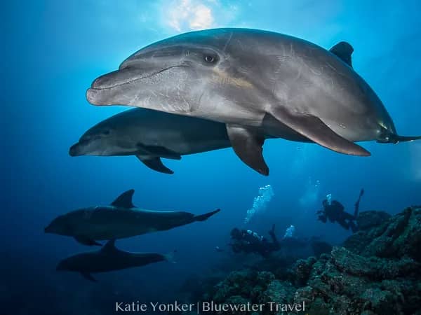 Socorro March 2020 Trip Report - image Socorro March 2020 Trip Report - image