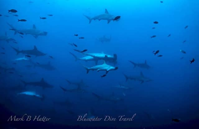 Galapagos Trip Report August 2021 Galapagos Trip Report August 2021