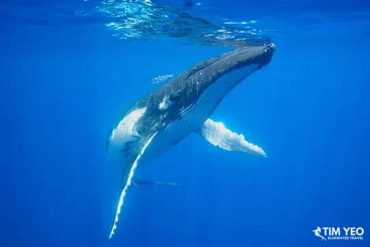 French Polynesia Trip Recap 2021 - image French Polynesia Trip Recap 2021 - image