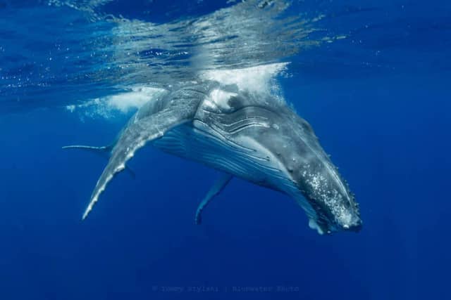 Moorea 2022 Trip Report Moorea 2022 Trip Report