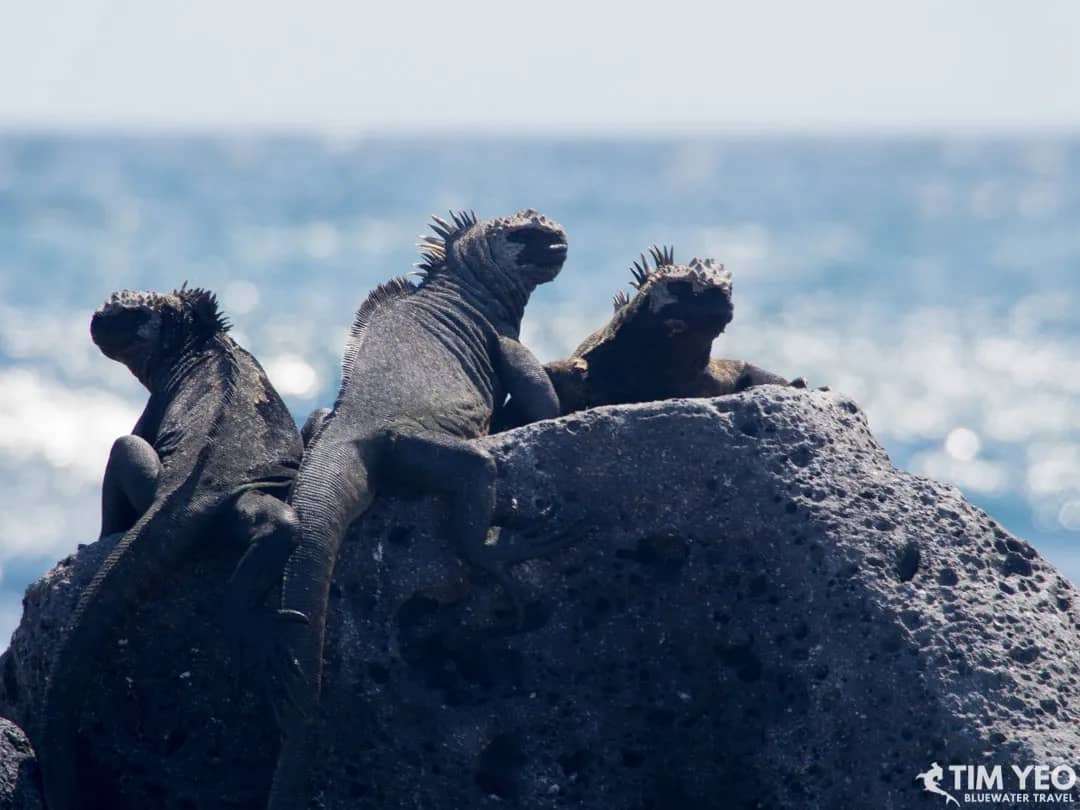 Galapagos Aboard The Calipso - image Galapagos Aboard The Calipso - image