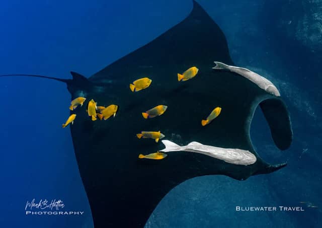 Socorro 2023 Trip Report Socorro 2023 Trip Report