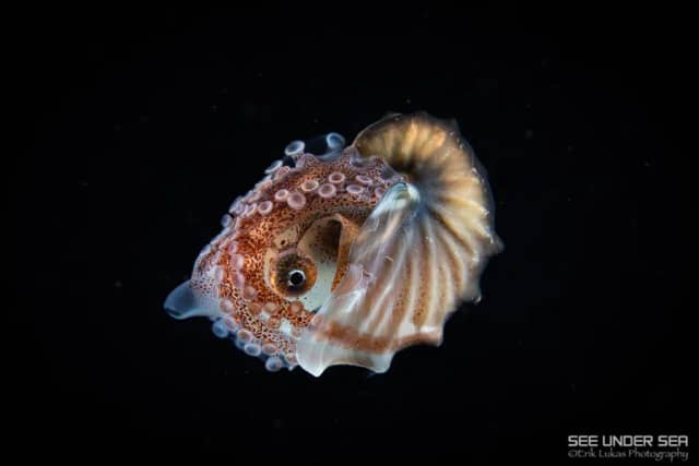 Anilao Spring 2023 Trip Recap Anilao Spring 2023 Trip Recap