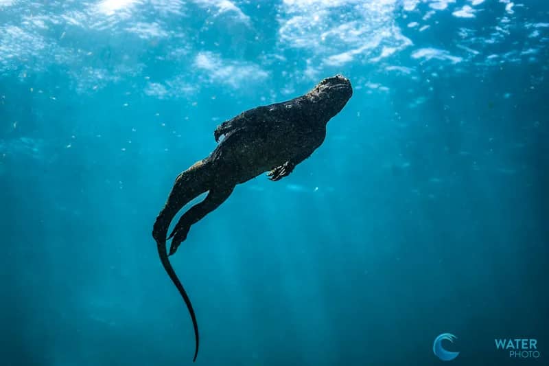 Galapagos 2023 Trip Recap - image Galapagos 2023 Trip Recap - image