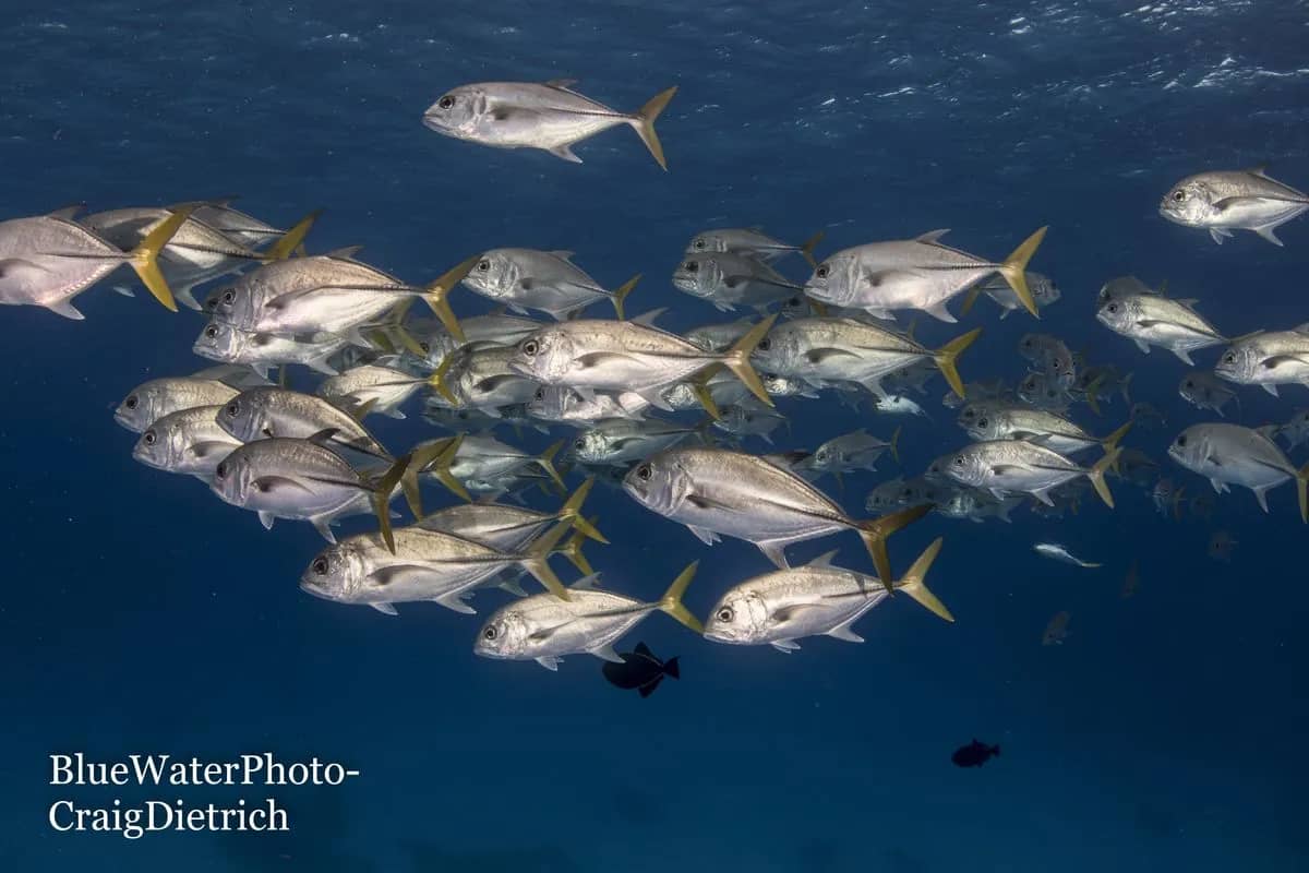 Best Liveaboard Destinations for Beginner Scuba Divers - image Best Liveaboard Destinations for Beginner Scuba Divers - image