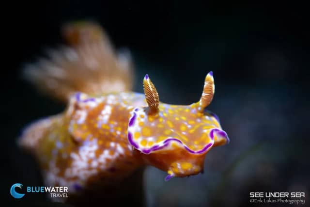 Lembeh Trip Report 2023 Lembeh Trip Report 2023