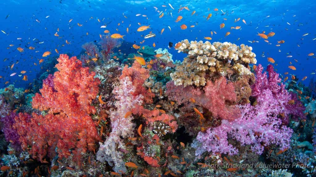 Fiji Trip Report 2023 - image Fiji Trip Report 2023 - image