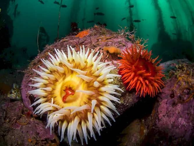 Best Scuba Diving in the USA - image Best Scuba Diving in the USA - image