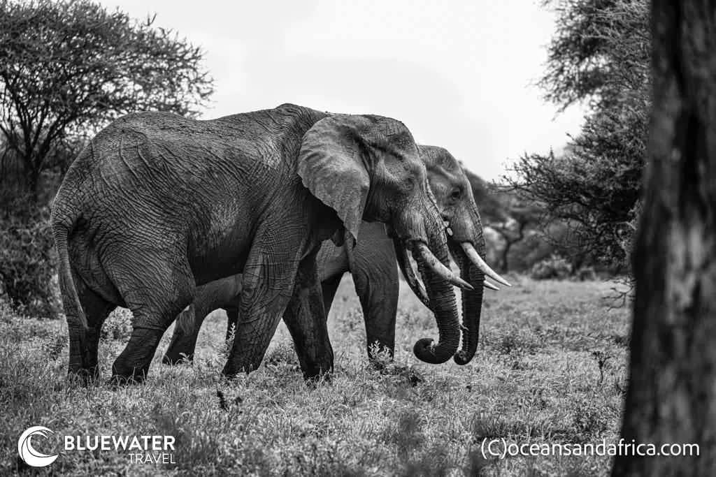 Tanzania Big Game Safari Trip Report December 2023 - image Tanzania Big Game Safari Trip Report December 2023 - image