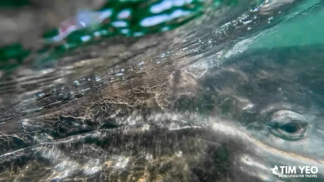 San Ignacio Gray Whales Trip Report 2024 San Ignacio Gray Whales Trip Report 2024