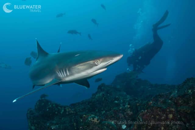 Socorro Trip Report February 2024 Socorro Trip Report February 2024