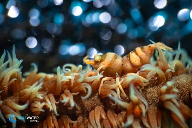 Dumaguete Trip Report 2024 Dumaguete Trip Report 2024