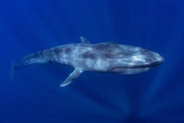 The World's Best Places to See Blue Whales The World's Best Places to See Blue Whales