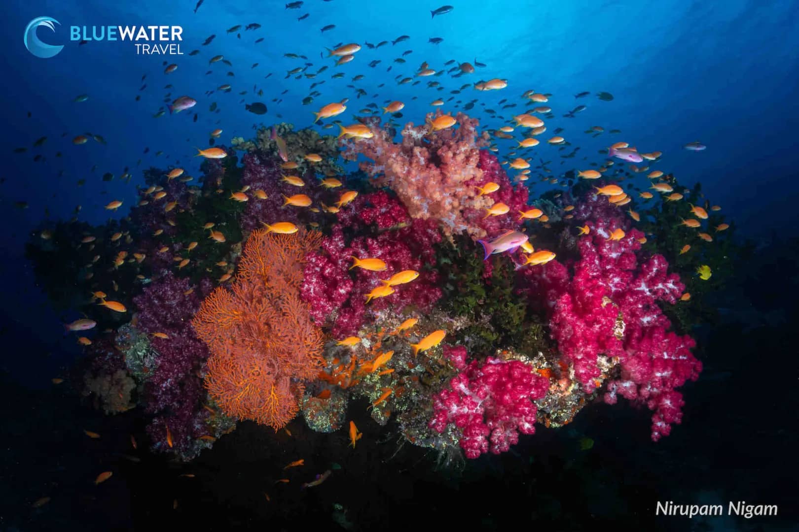 Fiji Trip Report 2024 Fiji Trip Report 2024