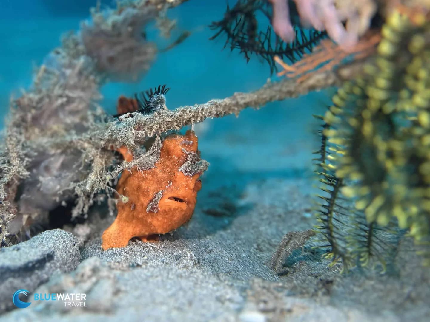 Anilao Trip Report Dec 2024 - image Anilao Trip Report Dec 2024 - image