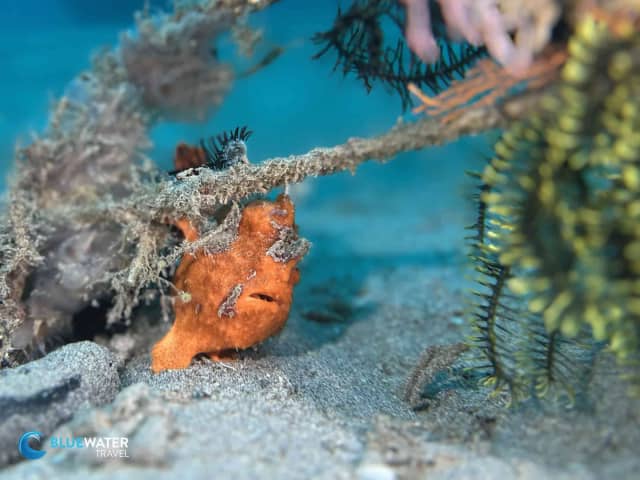 Anilao Trip Report Dec 2024 Anilao Trip Report Dec 2024