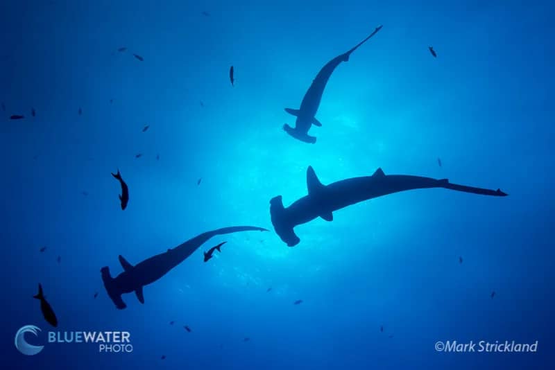 Trip Extensions - image Trip Extensions - image