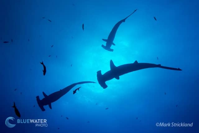 Trip Extensions Trip Extensions