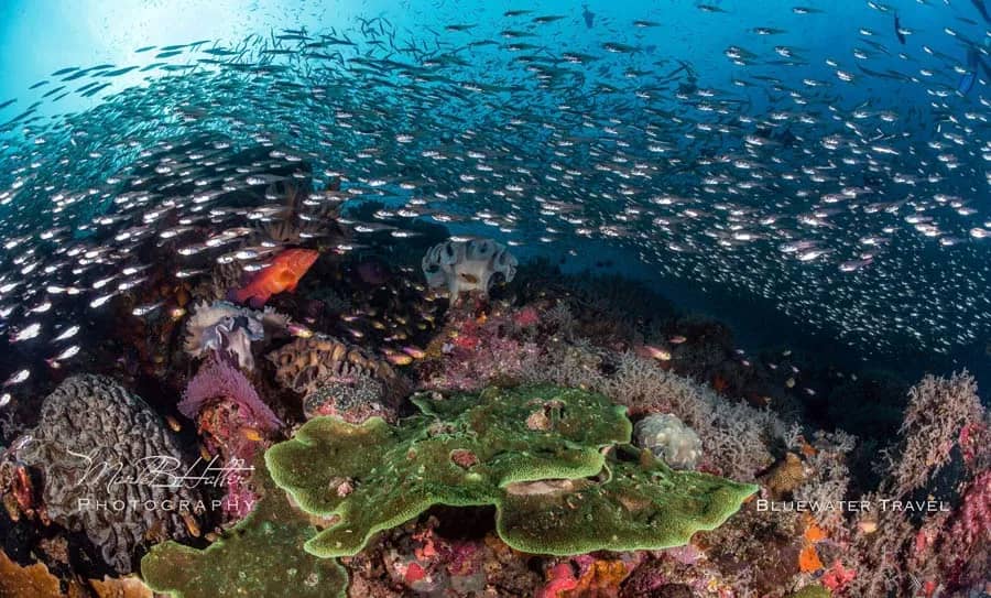 Scuba Diving in December - Top 3 Destinations - image Scuba Diving in December - Top 3 Destinations - image