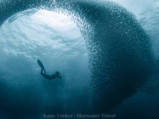 Best Diving in the Philippines - Top 9 Best Diving in the Philippines - Top 9