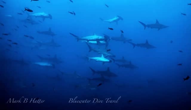 Scuba Diving in May - Top 3 Destinations Scuba Diving in May - Top 3 Destinations