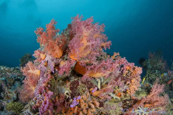 Solomon Islands Dive Trip Report - image Solomon Islands Dive Trip Report - image