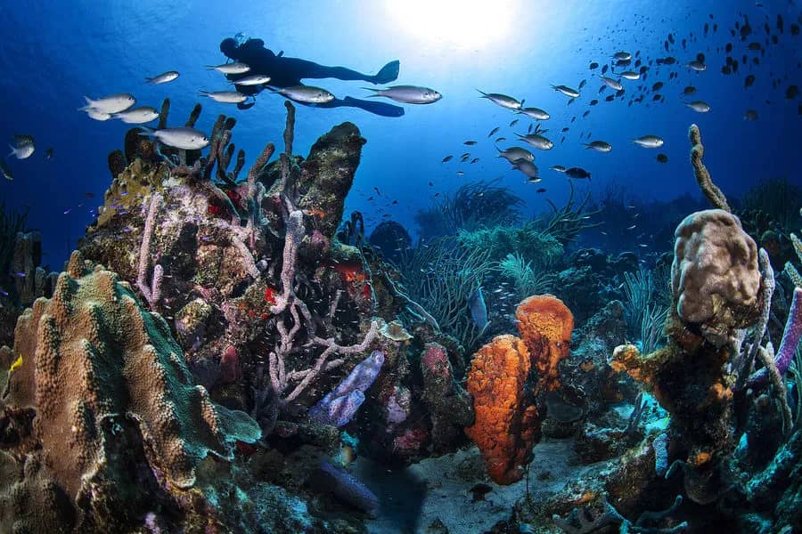 Best Diving in the Caribbean - Top 12 - image Best Diving in the Caribbean - Top 12 - image