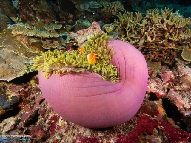 Bluewater Travel and Eco Dive Center Palau Trip Recap Bluewater Travel and Eco Dive Center Palau Trip Recap