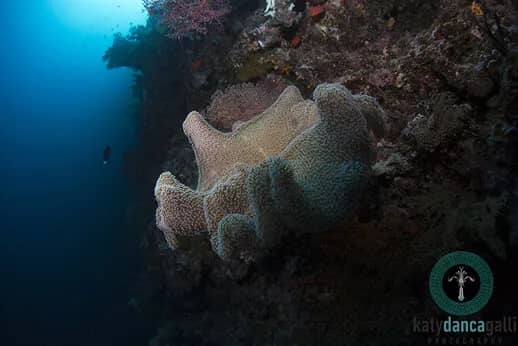 Bluewater Travel's Palau Siren raffle winner - image Bluewater Travel's Palau Siren raffle winner - image