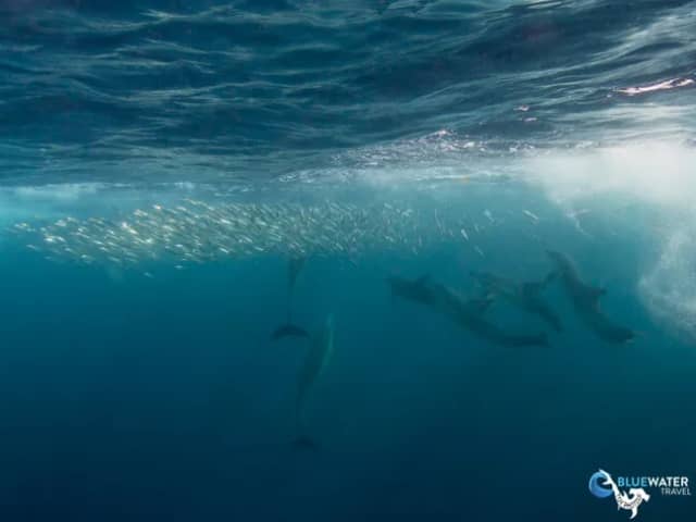 Bluewater Travel and Eco Dive Center South Africa Trip Recap Bluewater Travel and Eco Dive Center South Africa Trip Recap