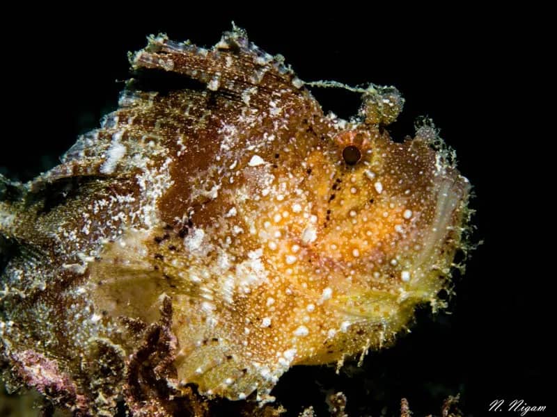 Mauritius - image Mauritius - image