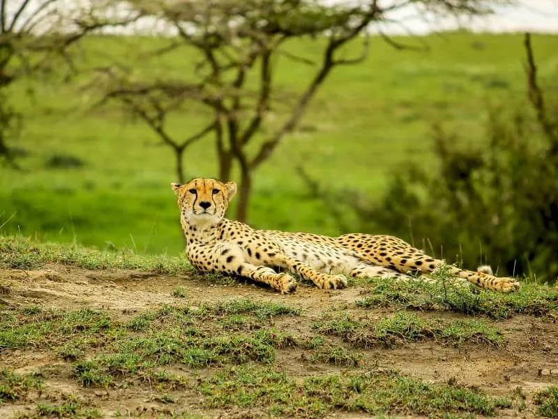 Tanzania Safaris - image Tanzania Safaris - image