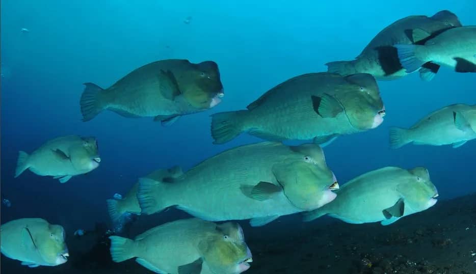 5. Sipadan 5. Sipadan