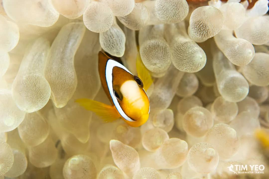 Halmahera Diving - image Halmahera Diving - image