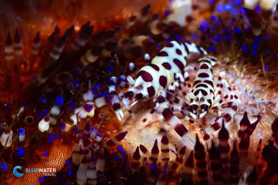 7. Dumaguete 7. Dumaguete