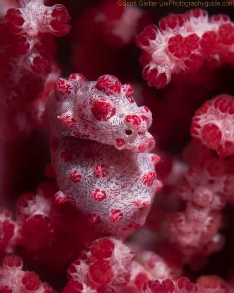 Puerto Galera - image Puerto Galera - image