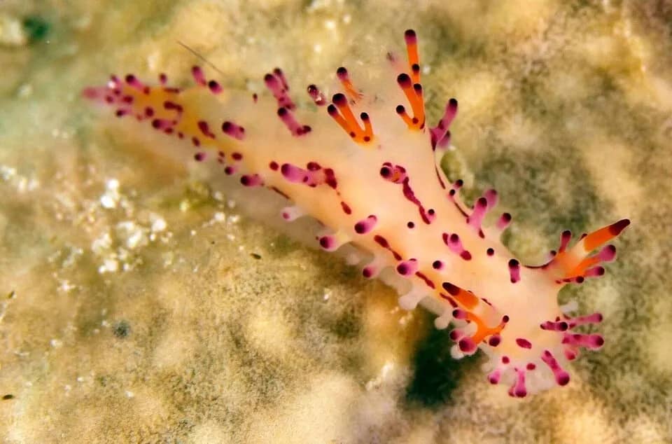 Romblon - image Romblon - image