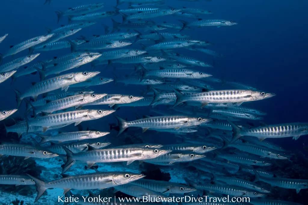 8. Tubbataha 8. Tubbataha