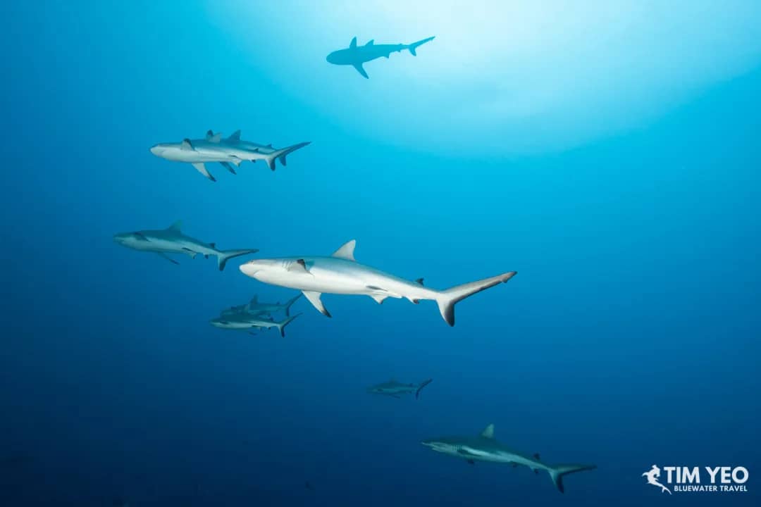 Fakarava - image Fakarava - image