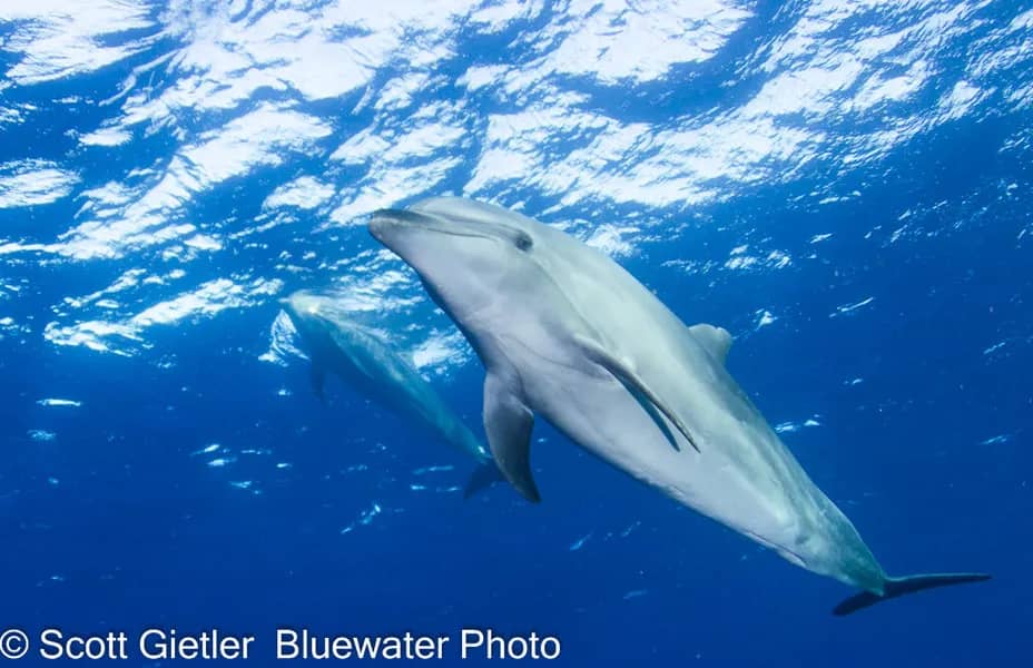 Rangiroa - image Rangiroa - image