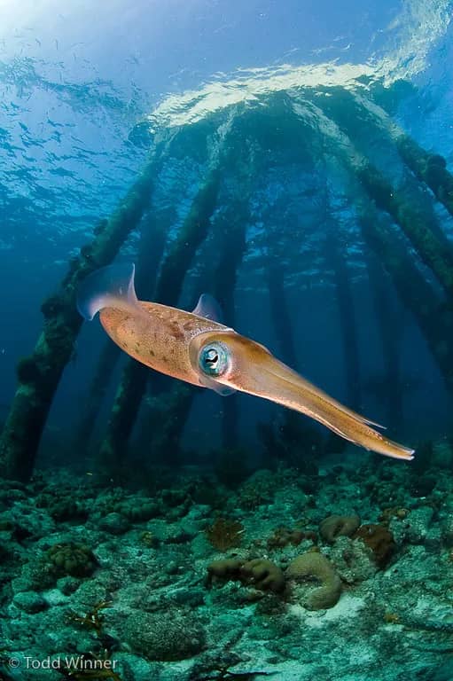 9. Cayman Islands 9. Cayman Islands