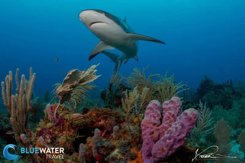 Roatan, Utila & Guanaja - image Roatan, Utila & Guanaja - image