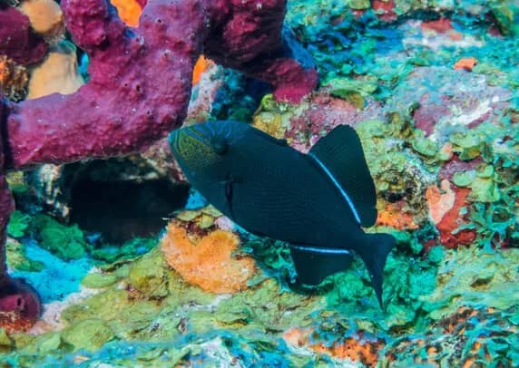 6. Saba, St Kitts & St Eustatius 6. Saba, St Kitts & St Eustatius