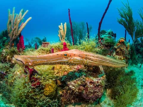 St. Lucia - image St. Lucia - image